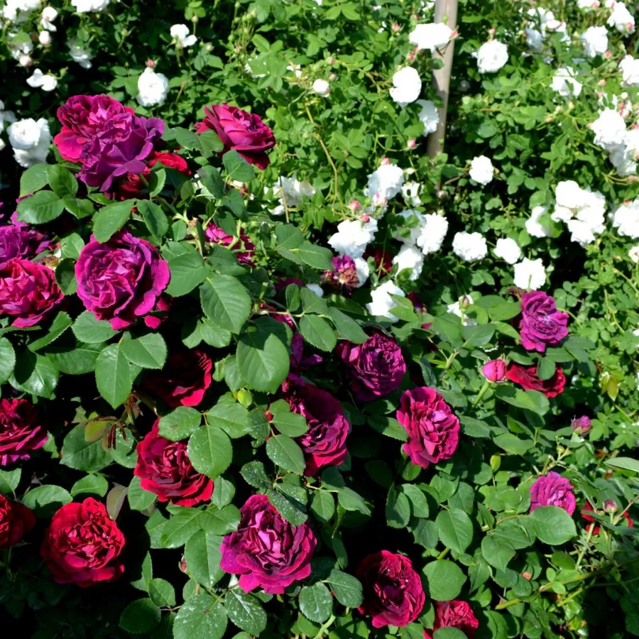 Completă - Trandafiri - Souvenir du Docteur Jamain - comanda trandafiri online