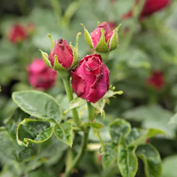 Rosal Souvenir du Docteur Jamain - púrpura - Rosas Híbrido Perpetuo