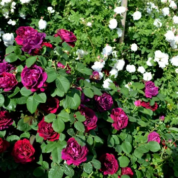 Lila - történelmi - perpetual hibrid rózsa - diszkrét illatú rózsa - málna aromájú