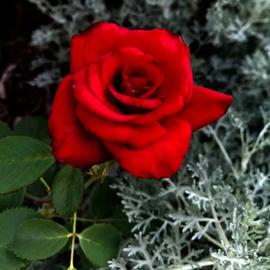 Srednjeg intenziteta miris ruže - Ruža - Kardinal - Narudžba ruža