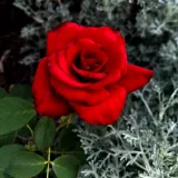 Piros - Kertészeti webáruház - teahibrid virágú - magastörzsű rózsafa - Rosa Kardinal - közepesen illatos rózsa - --