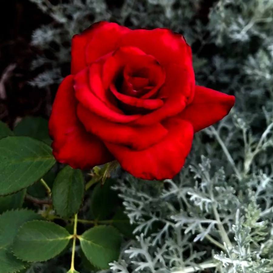 120-150 cm - Rosa - Kardinal - rosal de pie alto