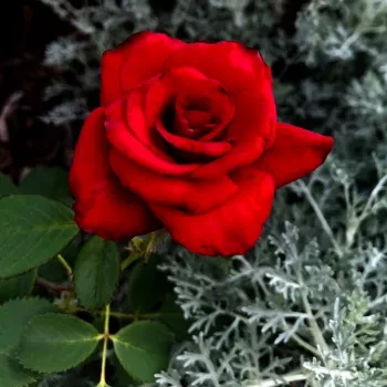 Rosa Kardinal - piros - teahibrid virágú - magastörzsű rózsafa