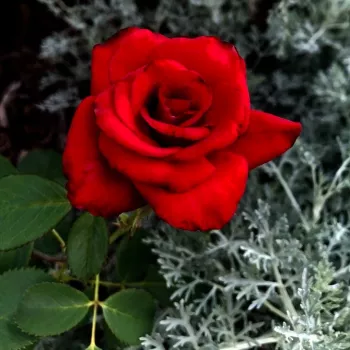 Sötétpiros - teahibrid virágú - magastörzsű rózsafa - közepesen illatos rózsa - -