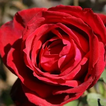 Web trgovina ruža - Ruža čajevke - srednjeg intenziteta miris ruže - crvena - Kardinal - (80-100 cm)