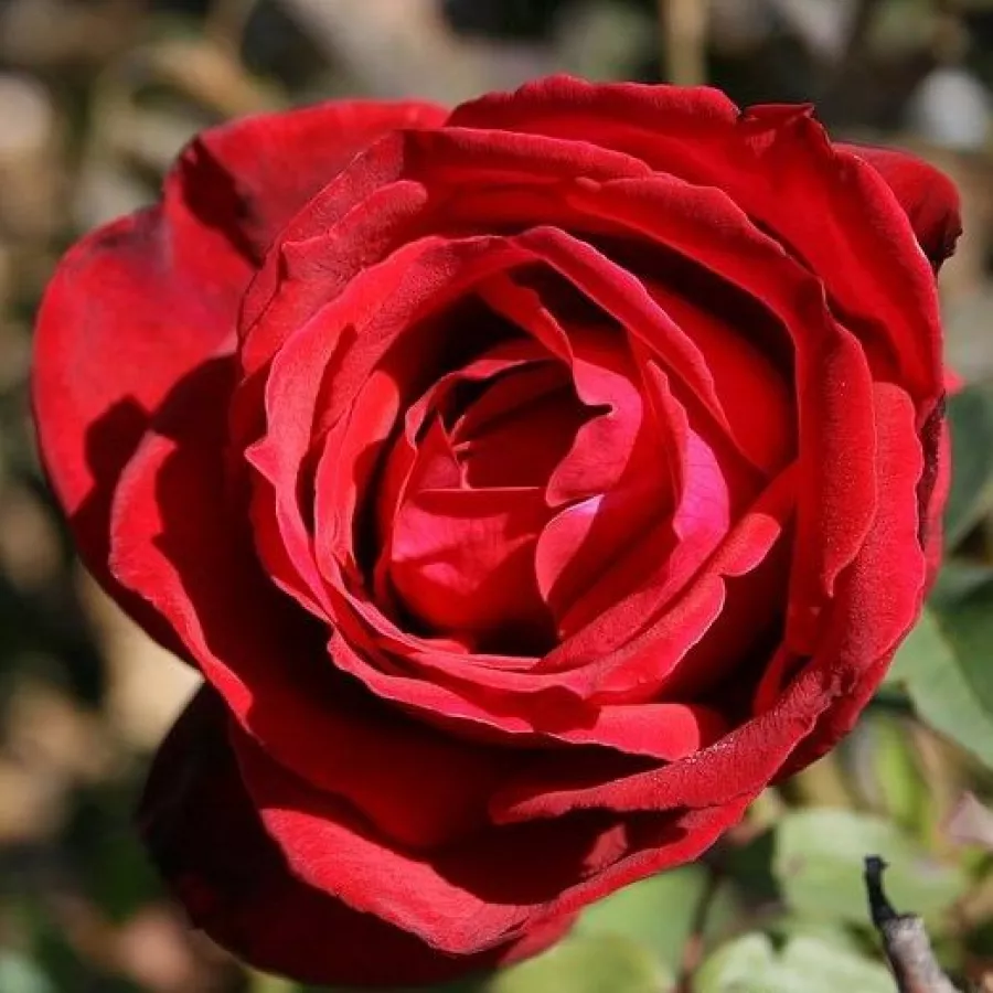 Ruža čajevke - Ruža - Kardinal - sadnice ruža - proizvodnja i prodaja sadnica