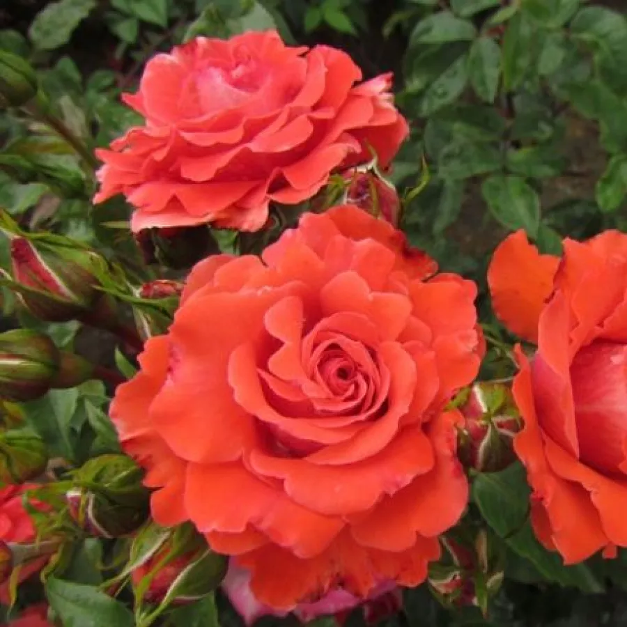 Rosso - Rosa - Special Memories™ - Produzione e vendita on line di rose da giardino
