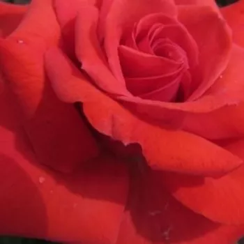 Comanda trandafiri online - Trandafiri Polianta - roșu - trandafir cu parfum discret - Special Memories™ - (80-90 cm)