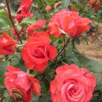 Bladoróżowy - róża pienna - Róże pienne - z kwiatami bukietowymi