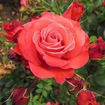 Rosa Special Memories™ - rosso - Rose Polyanthe
