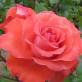 Vörös - diszkrét illatú rózsa - méz aromájú - Online rózsa vásárlás - Rosa Special Memories™ - virágágyi floribunda rózsa