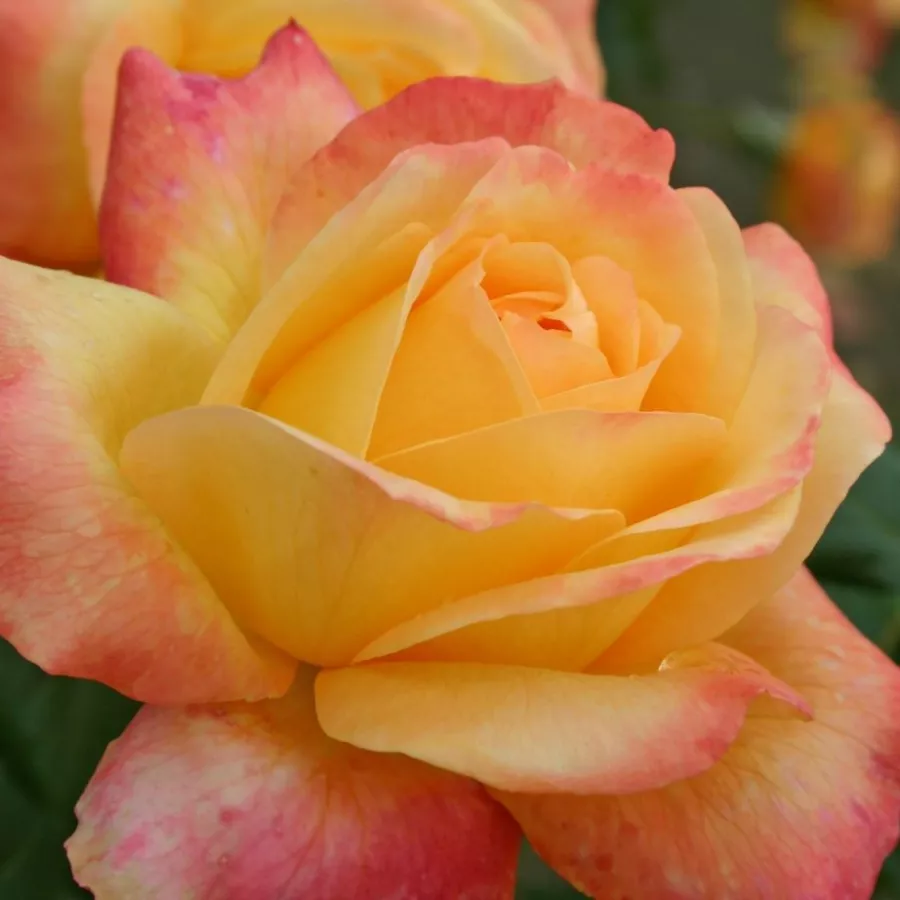 Jaune - rose - Rosier - Speelwark® - Rosier achat en ligne