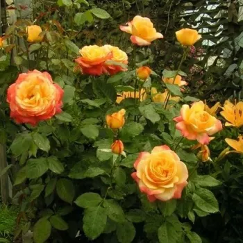 Sárga - rózsaszín sziromszél - teahibrid rózsa   (80-100 cm)