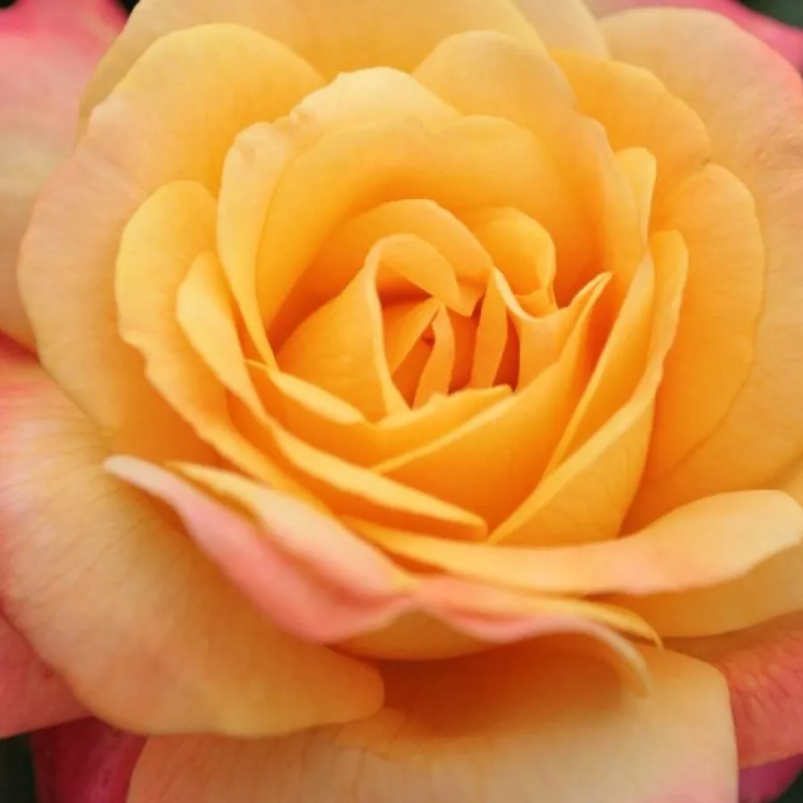 Hybrid Tea - Rosa - Speelwark® - Produzione e vendita on line di rose da giardino