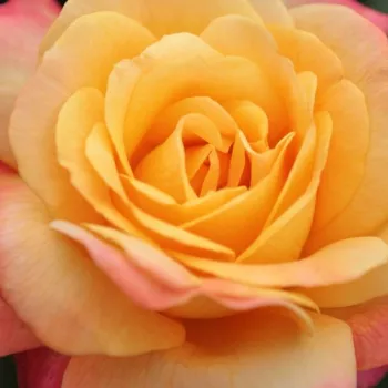 Online rózsa kertészet - teahibrid rózsa - sárga - rózsaszín - intenzív illatú rózsa - gyümölcsös aromájú - Speelwark® - (80-100 cm)