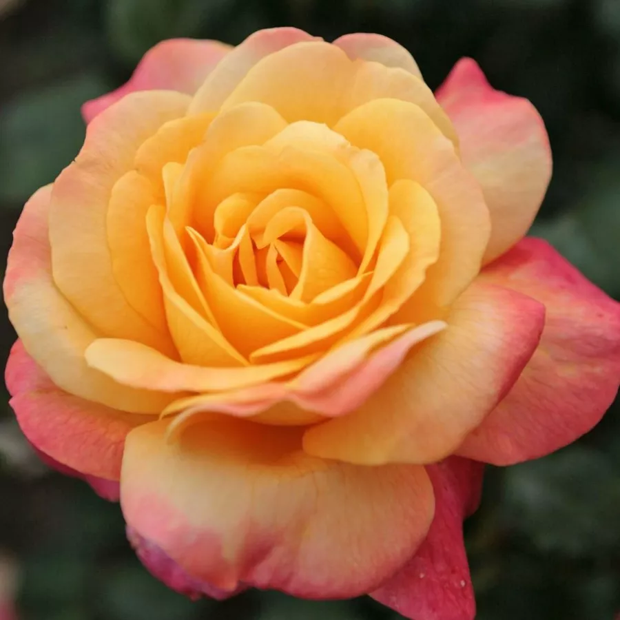 Sárga - rózsaszín - Rózsa - Speelwark® - Kertészeti webáruház