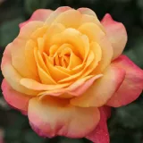 Trandafiri hibrizi Tea - trandafir cu parfum intens - comanda trandafiri online - Rosa Speelwark® - galben - roz