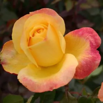 Rosa Speelwark® - žltá - ružová - čajohybrid