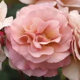 Rózsaszín - teahibrid rózsa - Online rózsa vásárlás - Rosa Spiced Coffee™ - intenzív illatú rózsa - alma aromájú