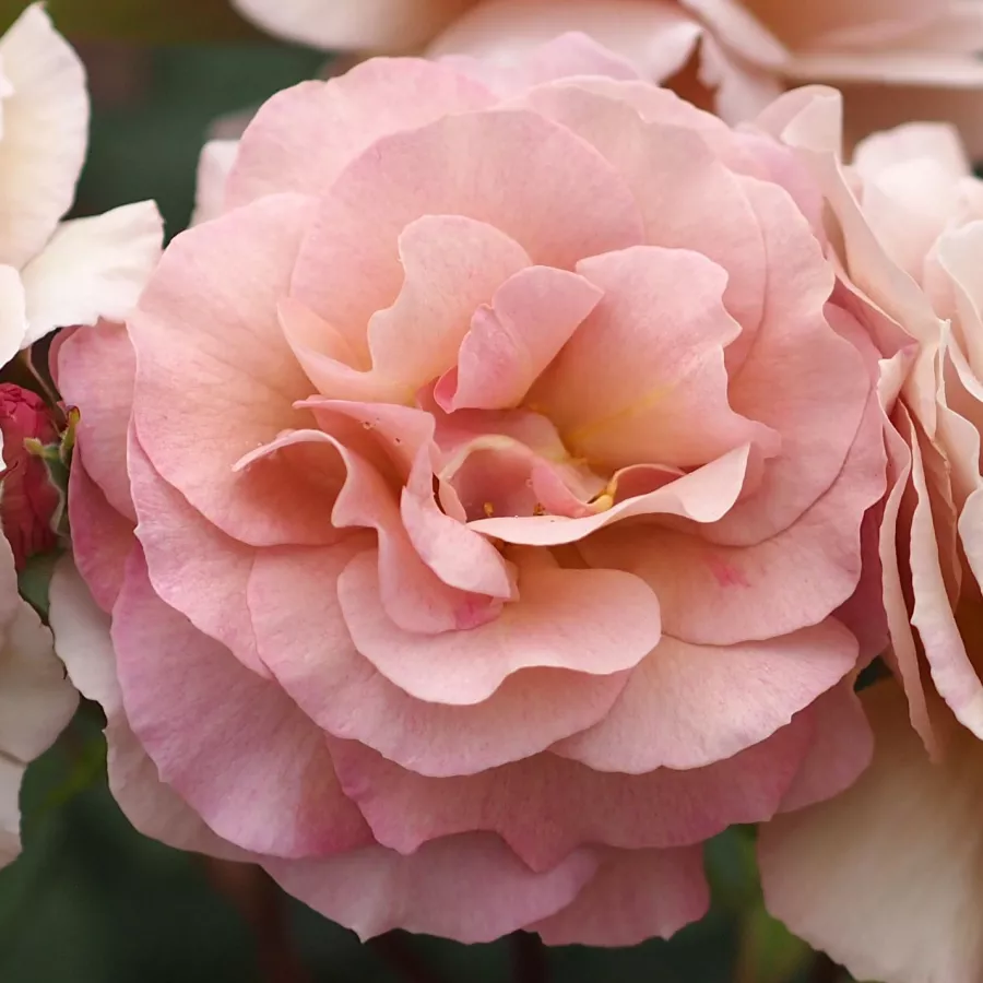 Rose Ibridi di Tea - Rosa - Spiced Coffee™ - Produzione e vendita on line di rose da giardino