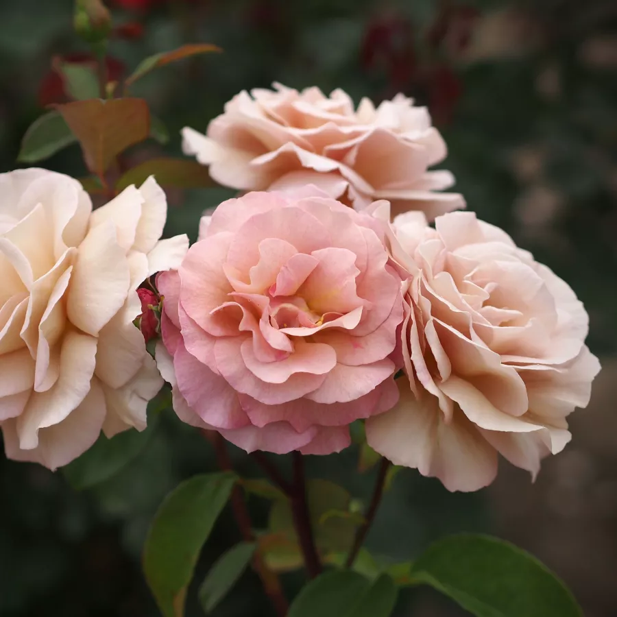 Rosa - Rosa - Spiced Coffee™ - Produzione e vendita on line di rose da giardino