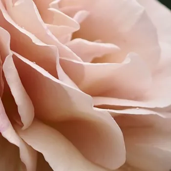 Online rózsa kertészet - teahibrid rózsa - rózsaszín - intenzív illatú rózsa - alma aromájú - Spiced Coffee™ - (75-120 cm)