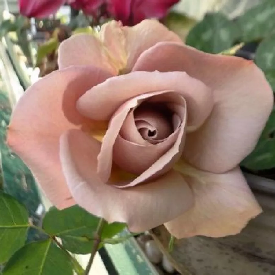 Stromkové růže - Stromkové růže, květy kvetou ve skupinkách - Růže - Spiced Coffee™ - 