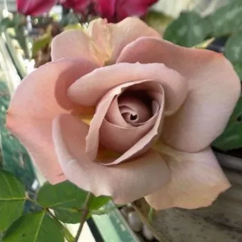 Rosa Spiced Coffee™ - roz - trandafiri pomisor - Trandafir copac cu trunchi înalt – cu flori în buchet