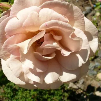 Rozsdavörös - rózsaszín árnyalat - teahibrid rózsa - intenzív illatú rózsa - alma aromájú