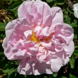 Fehér - történelmi - perpetual hibrid rózsa - Online rózsa vásárlás - Rosa Stanwell Perpetual - diszkrét illatú rózsa - kajszibarack aromájú