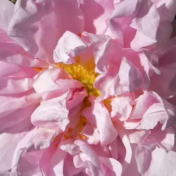 Online rózsa vásárlás - fehér - történelmi - perpetual hibrid rózsa - Stanwell Perpetual - diszkrét illatú rózsa - kajszibarack aromájú - (180-250 cm)
