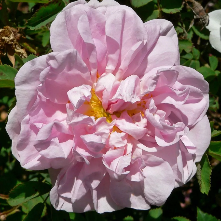 Róże Hybrid Perpetual - Róża - Stanwell Perpetual - Szkółka Róż Rozaria