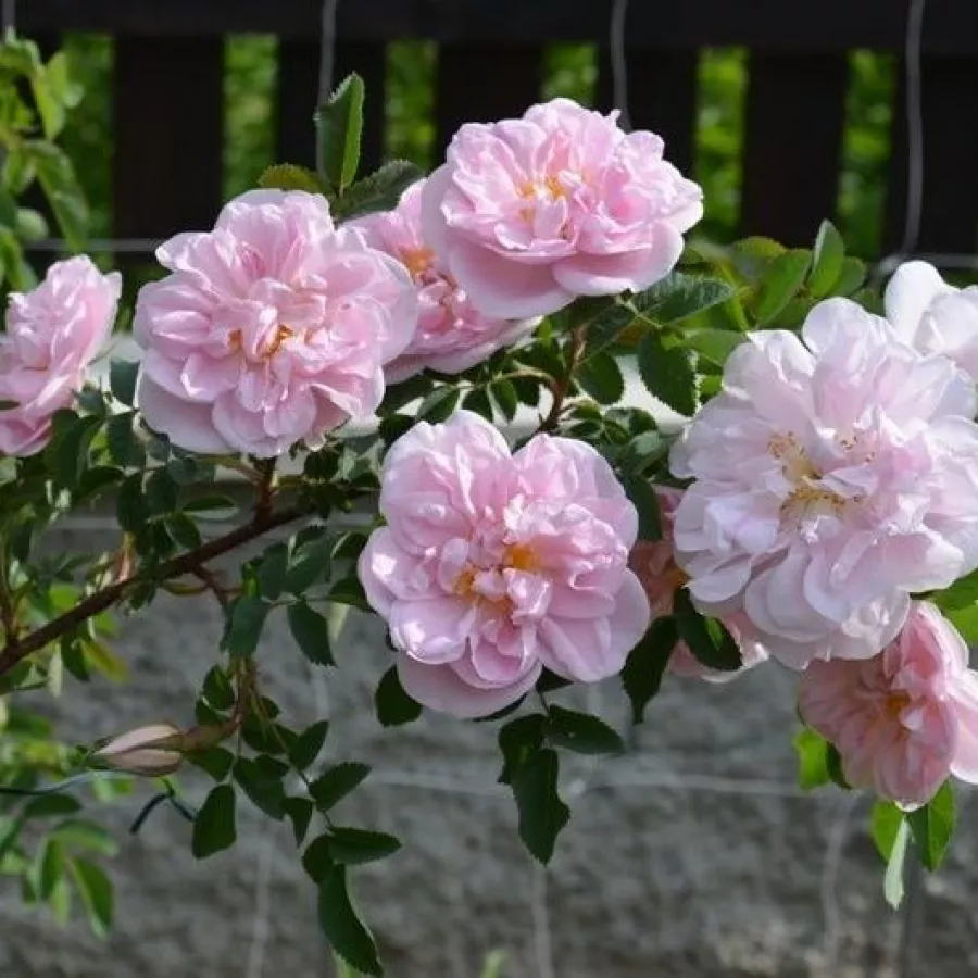 Biały - Róża - Stanwell Perpetual - Szkółka Róż Rozaria
