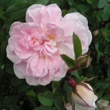 Rosa Stanwell Perpetual - bianco - Rose per aiuole (Polyanthe – Floribunde) - Rosa ad alberello0