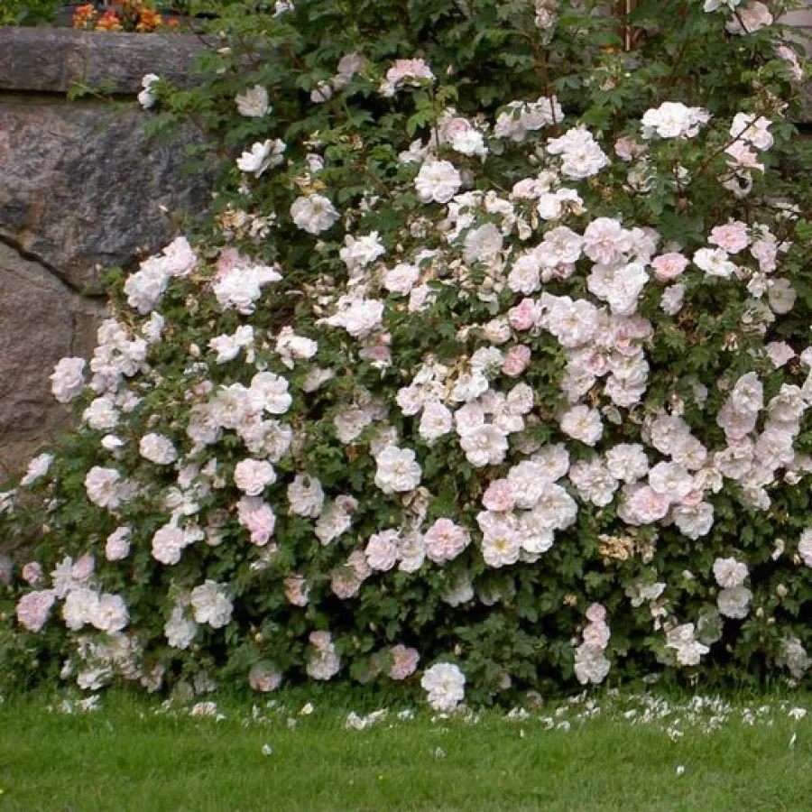 120-150 cm - Rosa - Stanwell Perpetual - rosal de pie alto