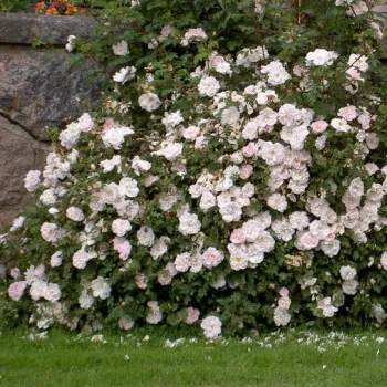 Alb cu tentă roz pal - trandafiri pomisor - Trandafir copac cu trunchi înalt – cu flori în buchet