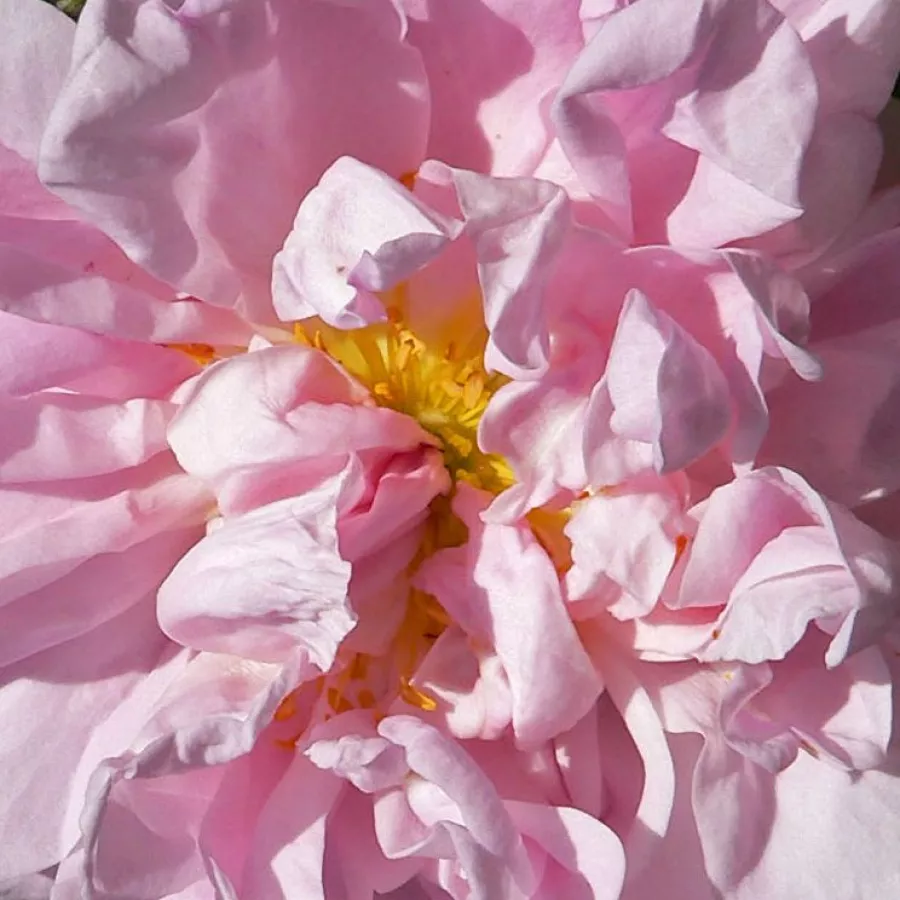 Csokros - Rózsa - Stanwell Perpetual - Kertészeti webáruház