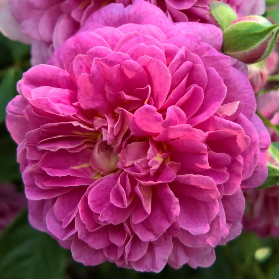 Intenzív illatú rózsa - Rózsa - Lolit - kertészeti webáruház
