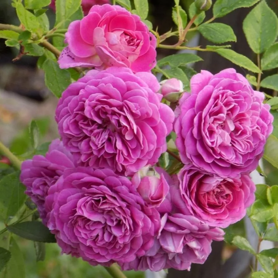 Climber, vrtnica vzpenjalka - Roza - Lolit - vrtnice - proizvodnja in spletna prodaja sadik
