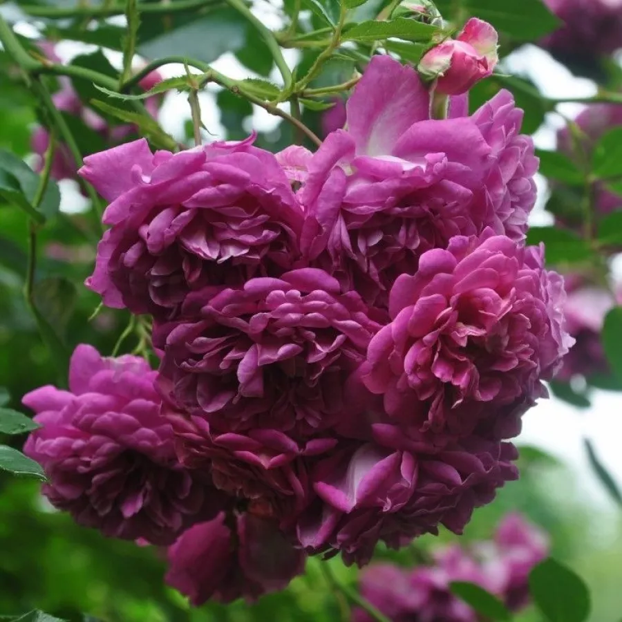 Rozetkowy - Róża - Lolit - sadzonki róż sklep internetowy - online