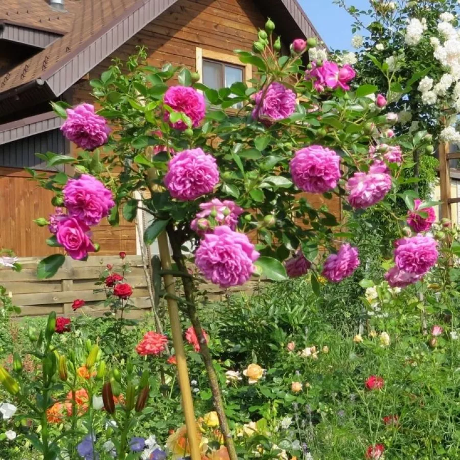 Telt virágú - Rózsa - Lolit - online rózsa vásárlás