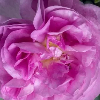 Online rózsa kertészet - lila - climber, futó rózsa - intenzív illatú rózsa - centifólia aromájú - Starlet®-Rose Melina® - (150-200 cm)
