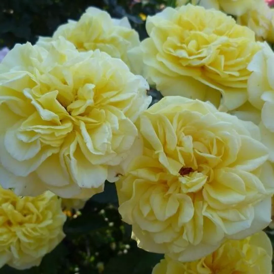 Sárga - Rózsa - Sterntaler ® - Online rózsa rendelés