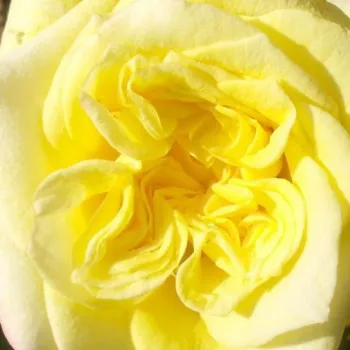 Online rózsa webáruház - teahibrid rózsa - sárga - diszkrét illatú rózsa - citrom aromájú - Sterntaler ® - (90-150 cm)