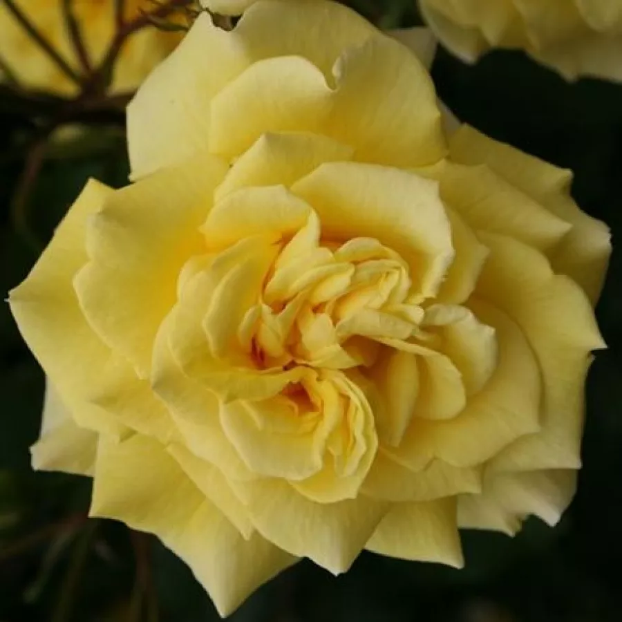 Amarillo - Rosa - Sterntaler ® - rosal de pie alto