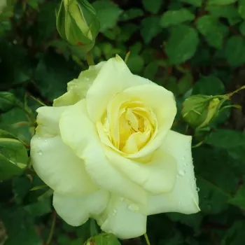 Rosa Sterntaler ® - galben - trandafiri pomisor - Trandafir copac cu trunchi înalt – cu flori tip trandafiri englezești