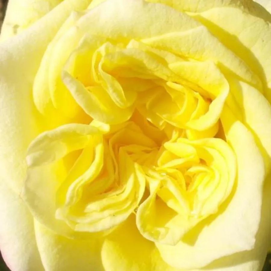 Magányos - Rózsa - Sterntaler ® - Kertészeti webáruház