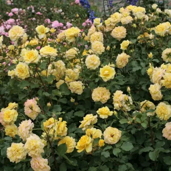 Żółty - róża pienna - Róże pienne - z kwiatami róży angielskiej