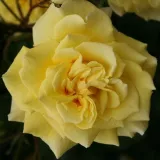 Trandafiri hibrizi Tea - trandafir cu parfum discret - comanda trandafiri online - Rosa Sterntaler ® - galben