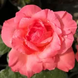 Rózsaszín - teahibrid rózsa - Online rózsa vásárlás - Rosa Succes Fou™ - közepesen illatos rózsa - barack aromájú